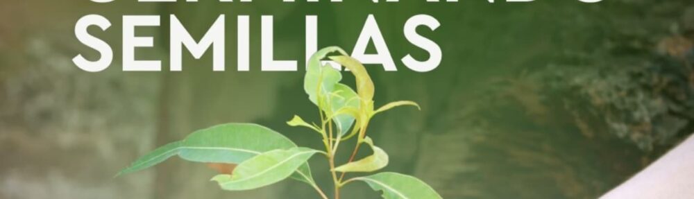 Germinando semillas